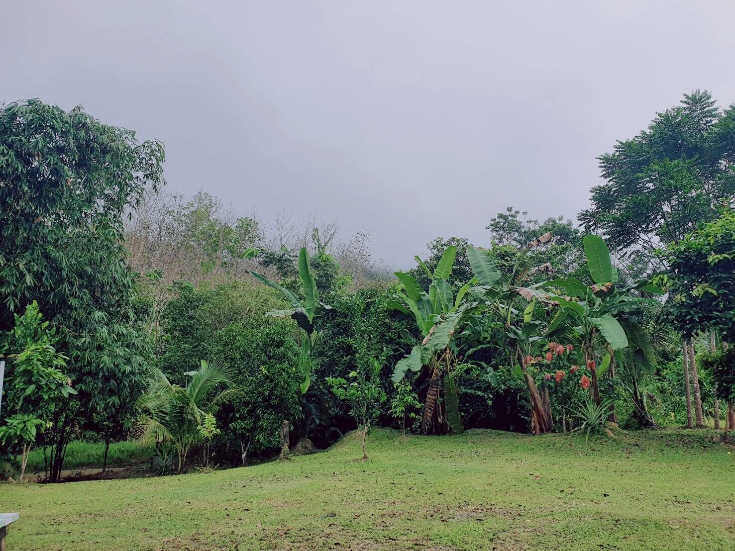 Un jardín exuberante con diversas especies de árboles y arbustos, incluyendo bananos y palmeras.