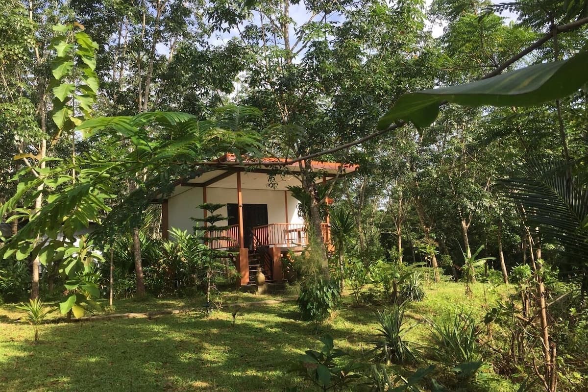 Une petite maison rustique, entourée d’une végétation luxuriante.