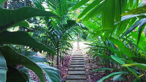 A stone pathway leading through a lush garden with large green leaves and a small tree in the distance. - Baansuan Suksangob Farm Stay (Yan Ta Khao)