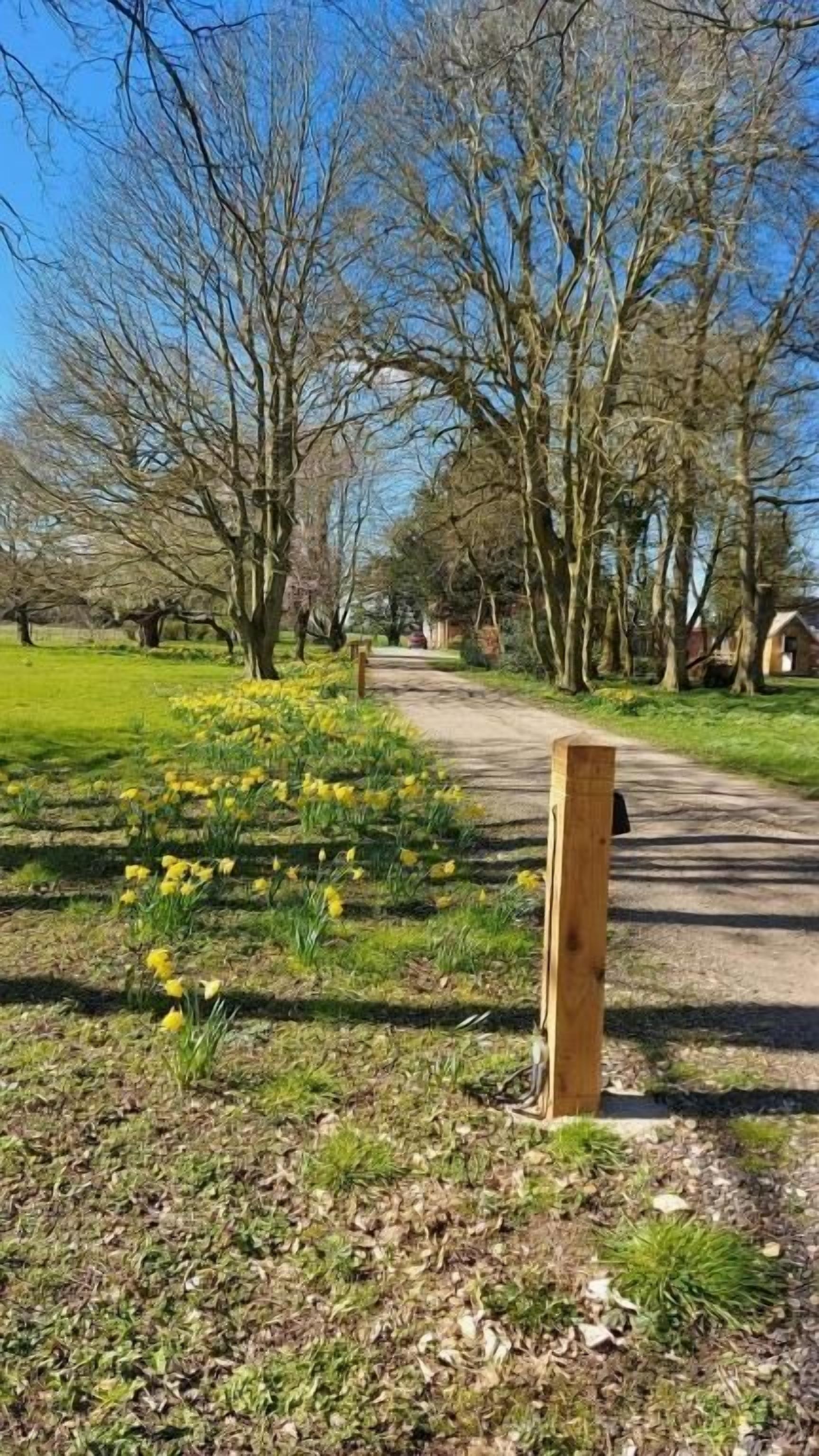 A pathway in a park with trees and yellow flowers.