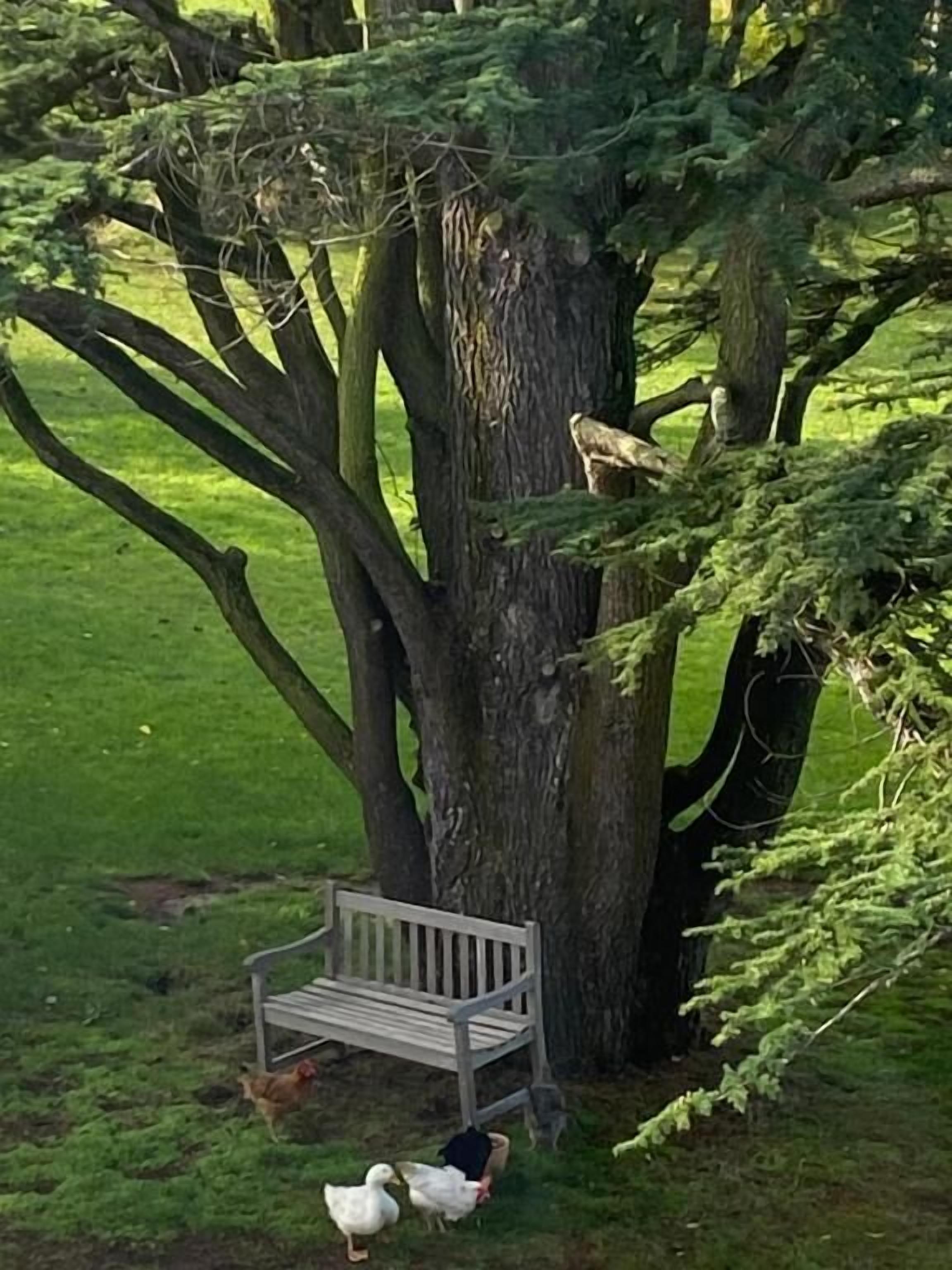 Un árbol con un banco debajo, rodeado de césped y algunos patos.