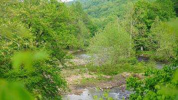 Ein Fluss fließt durch ein dicht bewaldetes Gebiet mit Bäumen und viel Grün.