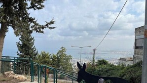 Una escultura con forma de burro en la parte superior de una escalera, con vistas a un paisaje urbano al fondo.