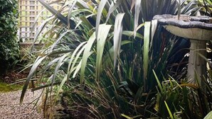 Ein Garten mit üppigen Pflanzen und einem Holzzaun.