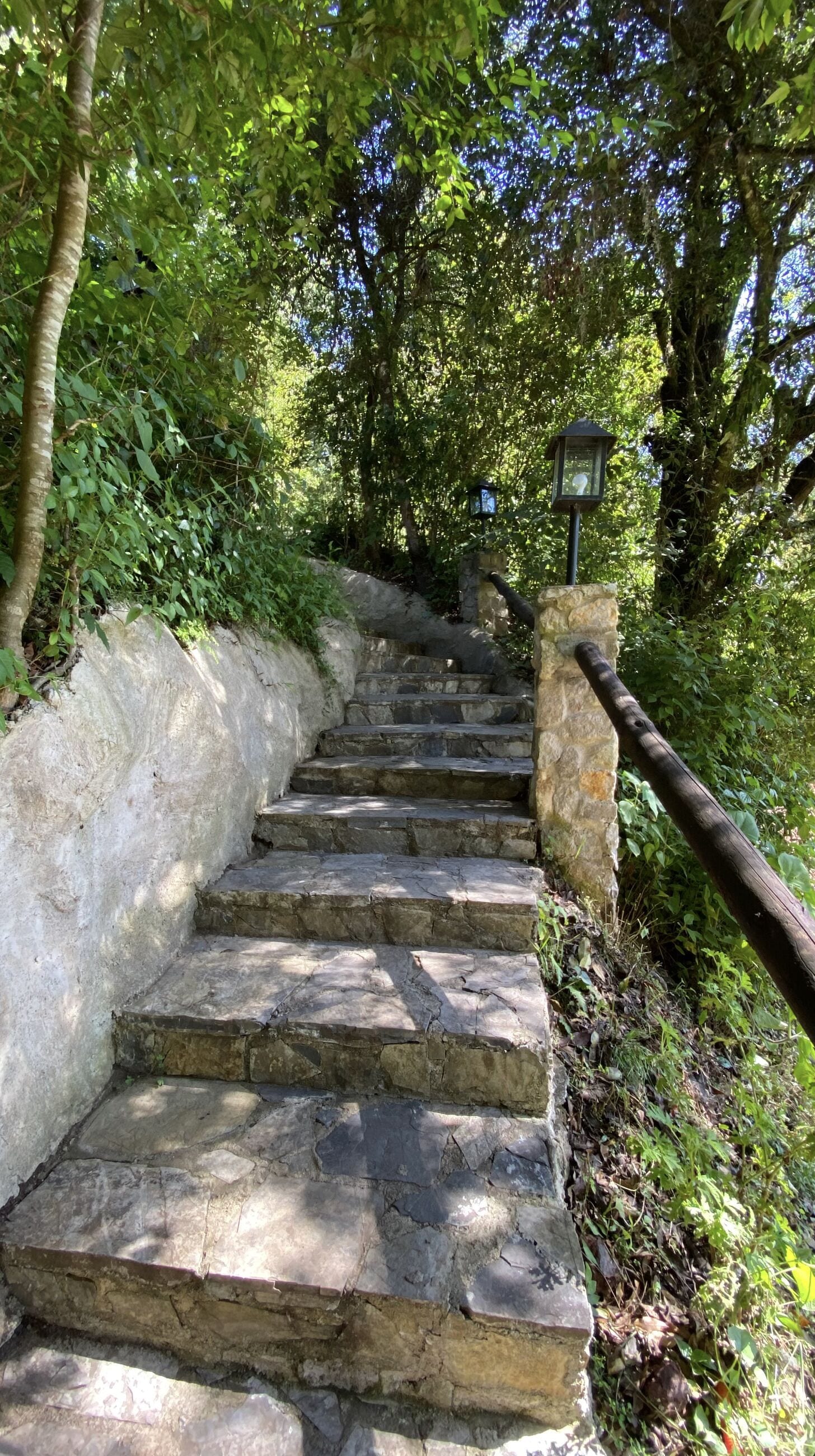 Una escalera de piedra rodeada de exuberante vegetación, que asciende una colina.