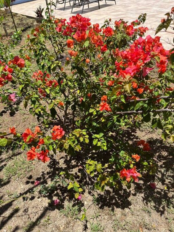 A garden with red flowers and green foliage. - Cozy Oceanview Room at Hidden Treasure Villas (Treasure Beach)