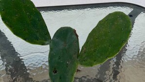 Un cactus dans un récipient en verre.
