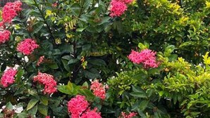 Un jardin avec des fleurs roses et un bâtiment blanc surmonté d’un toit rouge.