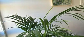 Nelson Cottage - relaxed retro, modern & original