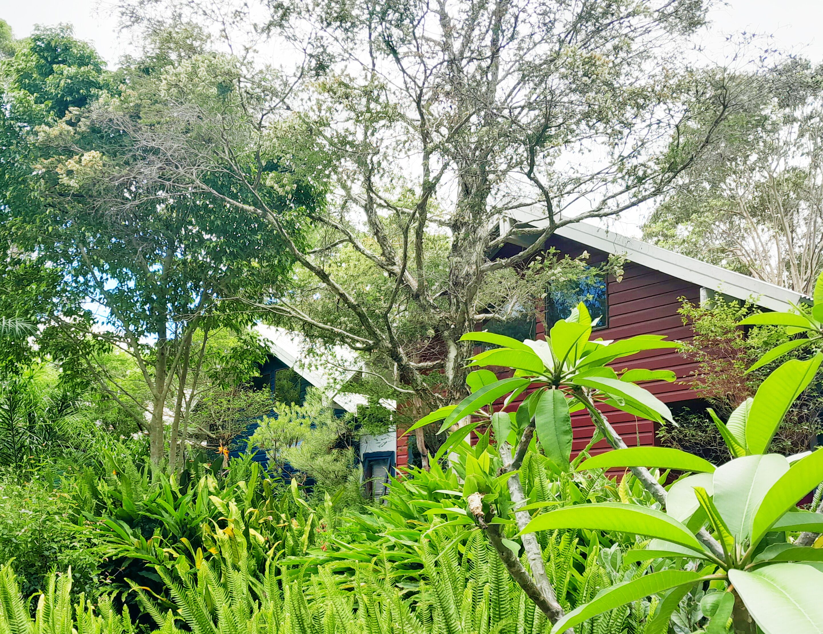 A lush garden with various plants and trees, a red building with a sloped roof, and a large tree with hanging branches.