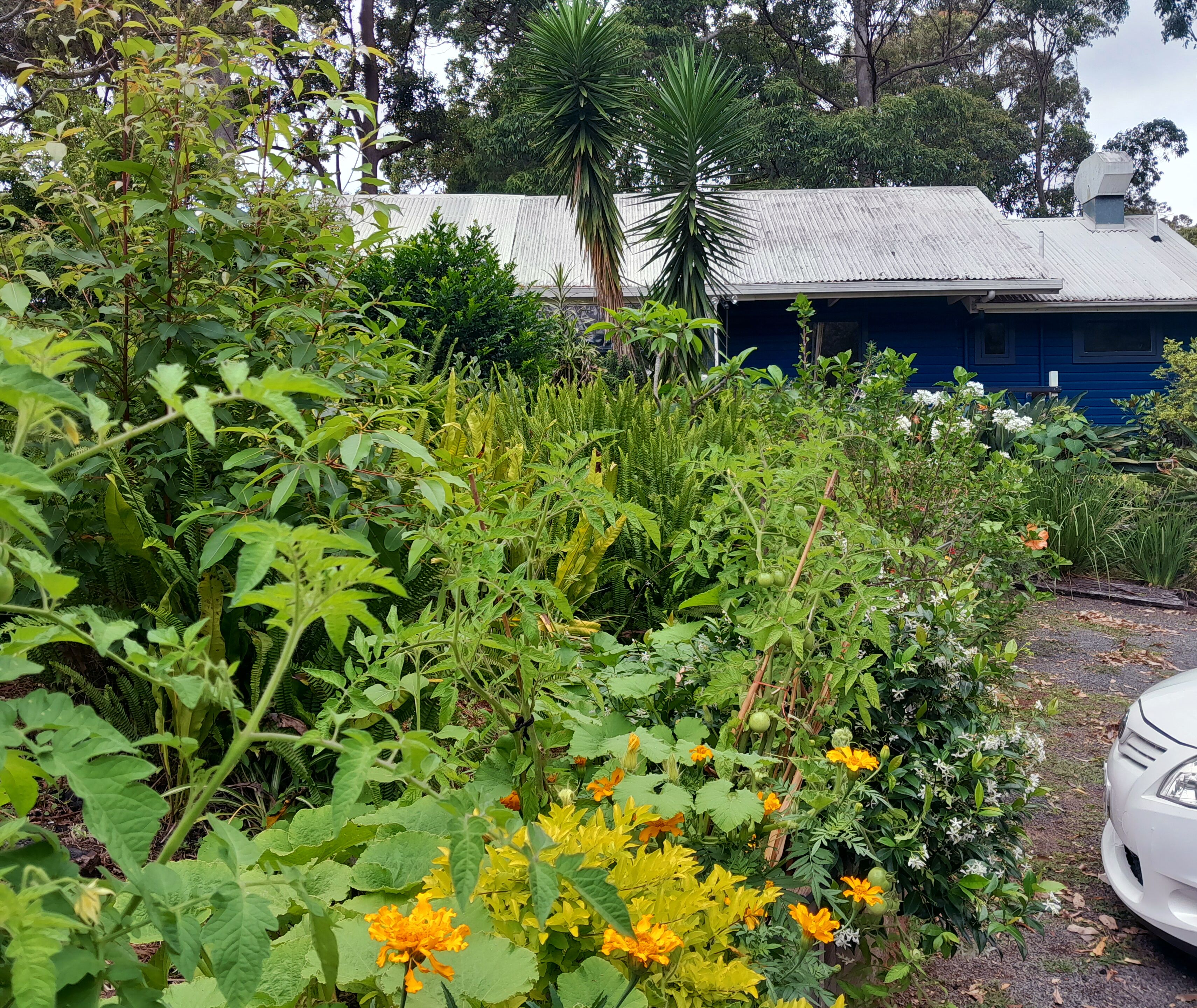 A garden with various plants and flowers, a blue building, and a white car parked nearby.