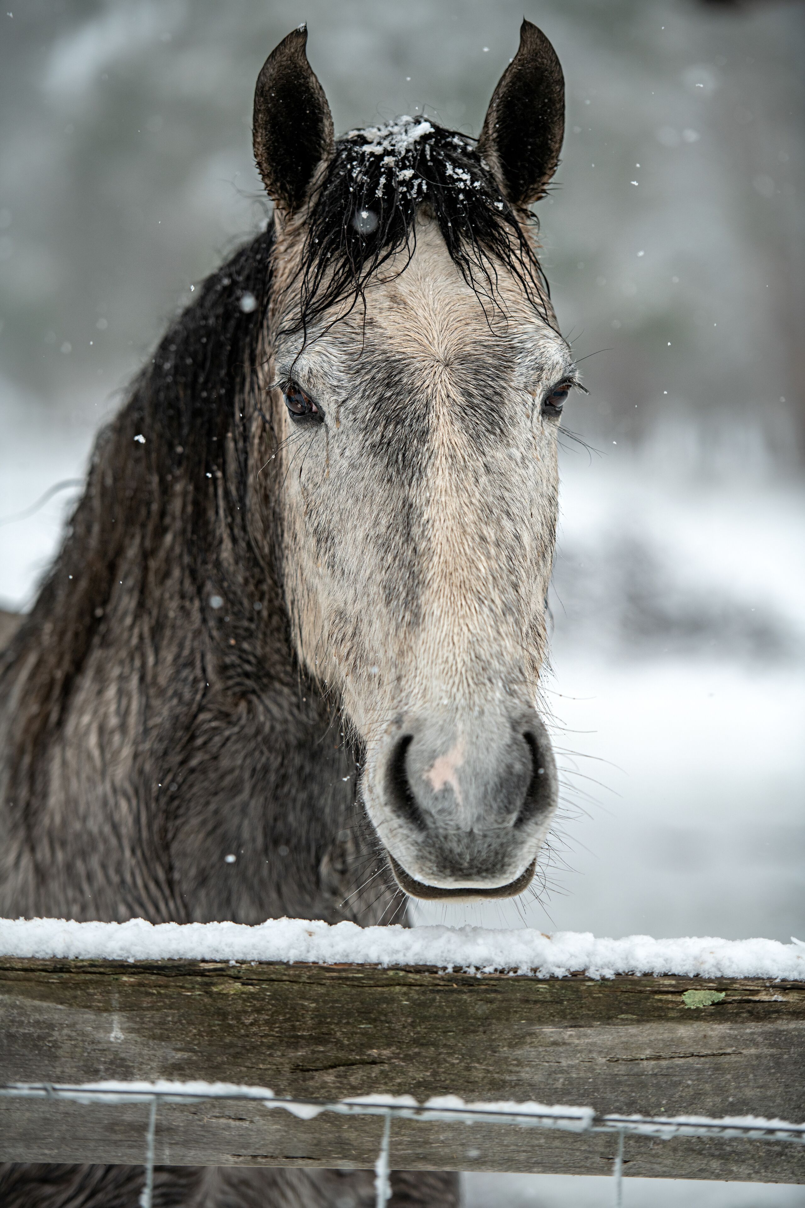 A horse's head with snowflakes falling, set against a snowy background.