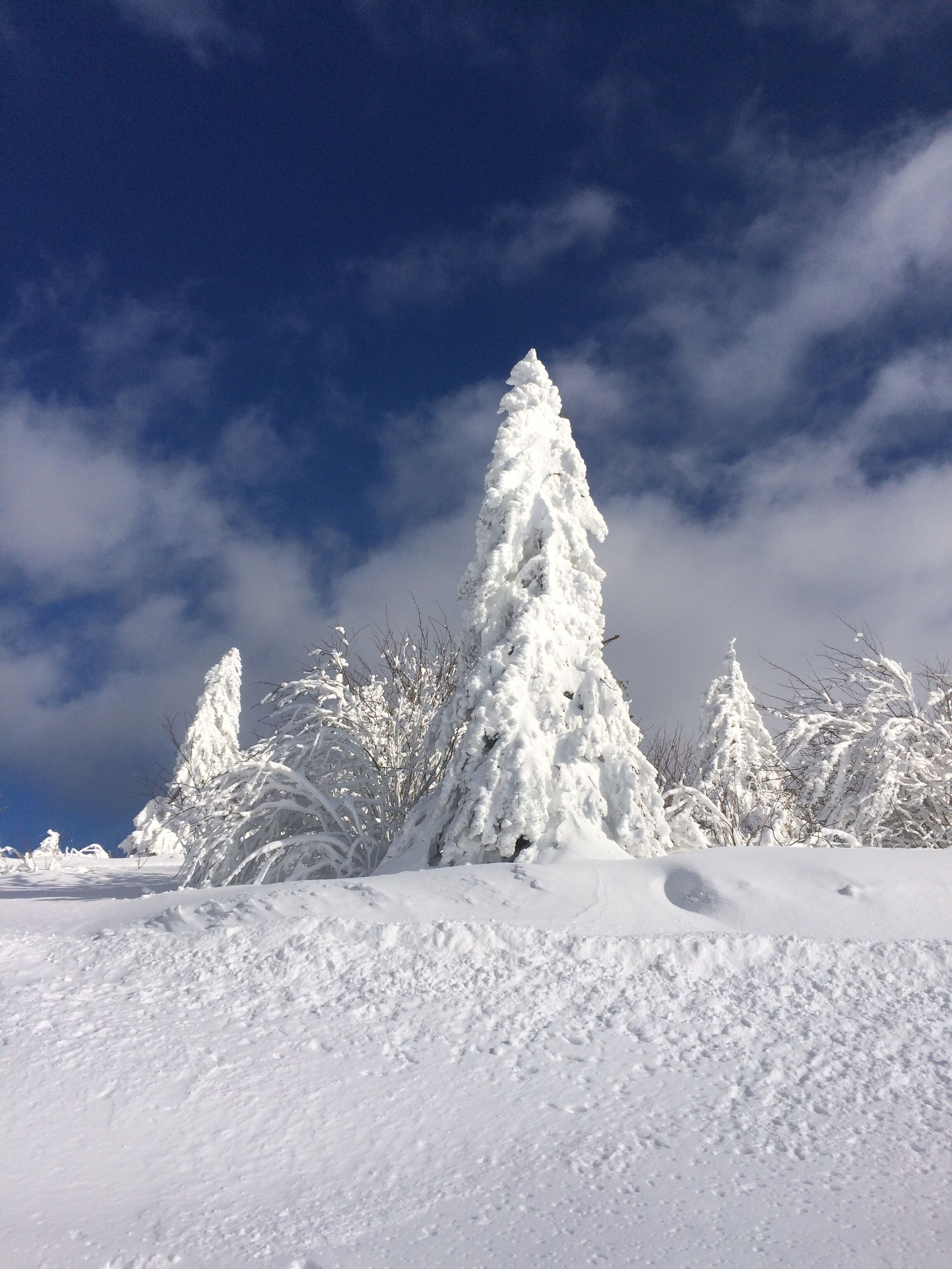 Paisatge nevós amb arbres coberts de neu i un cel blau clar.