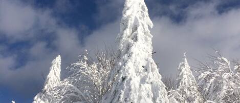 Paisatge nevós amb arbres coberts de neu i un cel blau clar.