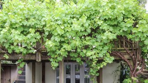 A building with a covered porch area, a door, and a small garden with gravel and plants. - Hillcroft (St Austell)