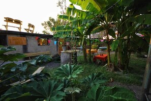 Property grounds - Dingo Backpackers Hostel (Kutaisi)