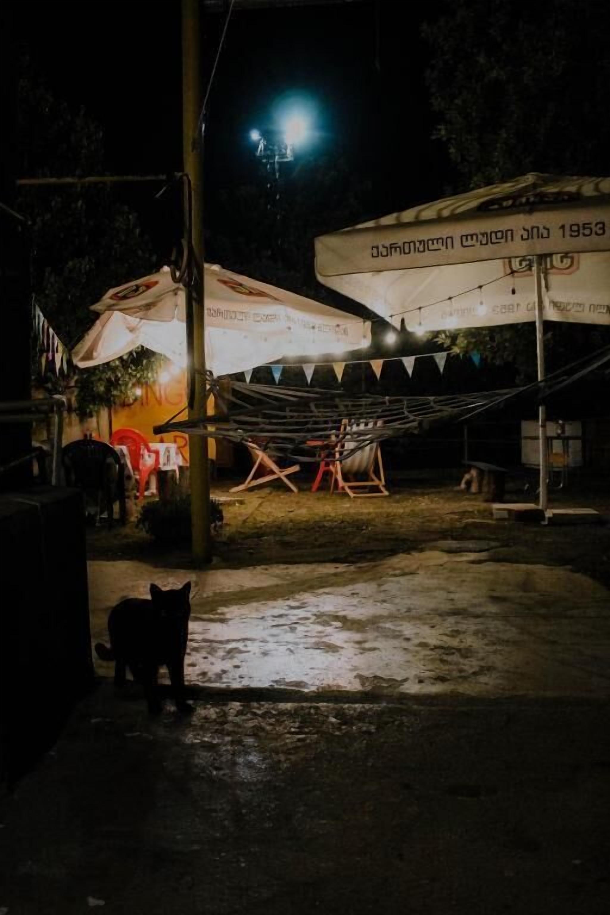 A tent with a sign indicating the year 1953, a metal structure, and a cat on the ground.