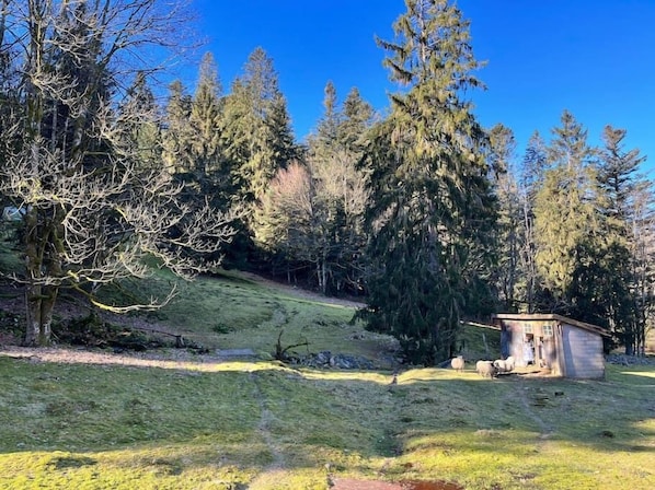Una cabaña rústica con un cobertizo pequeño, rodeada de un bosque denso y una ladera cubierta de hierba.