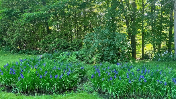 A lush garden with dense green foliage and clusters of blue flowers. - Kilburn Manor 1820 Historical house (Malone)