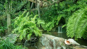 A natural setting with a pond, ferns, and a shell on a rock. - ST.JOHN, VIRGIN ISLANDS!  2 BEDROOM, 1.5 BATH, BEAUTIFUL TROPICAL GARDENS! (St. John)