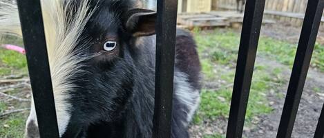 A goat behind a black metal fence.