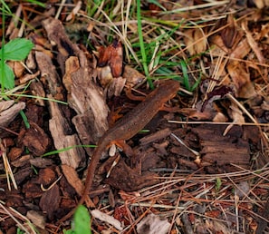 Red Eft shares the land with us.