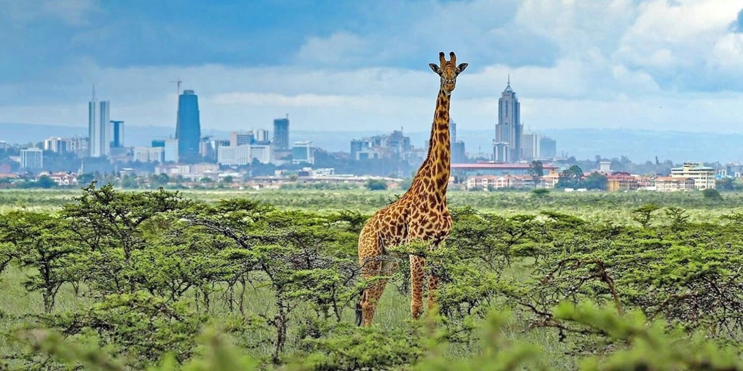 A giraffe in a savannah landscape with a city skyline in the background.