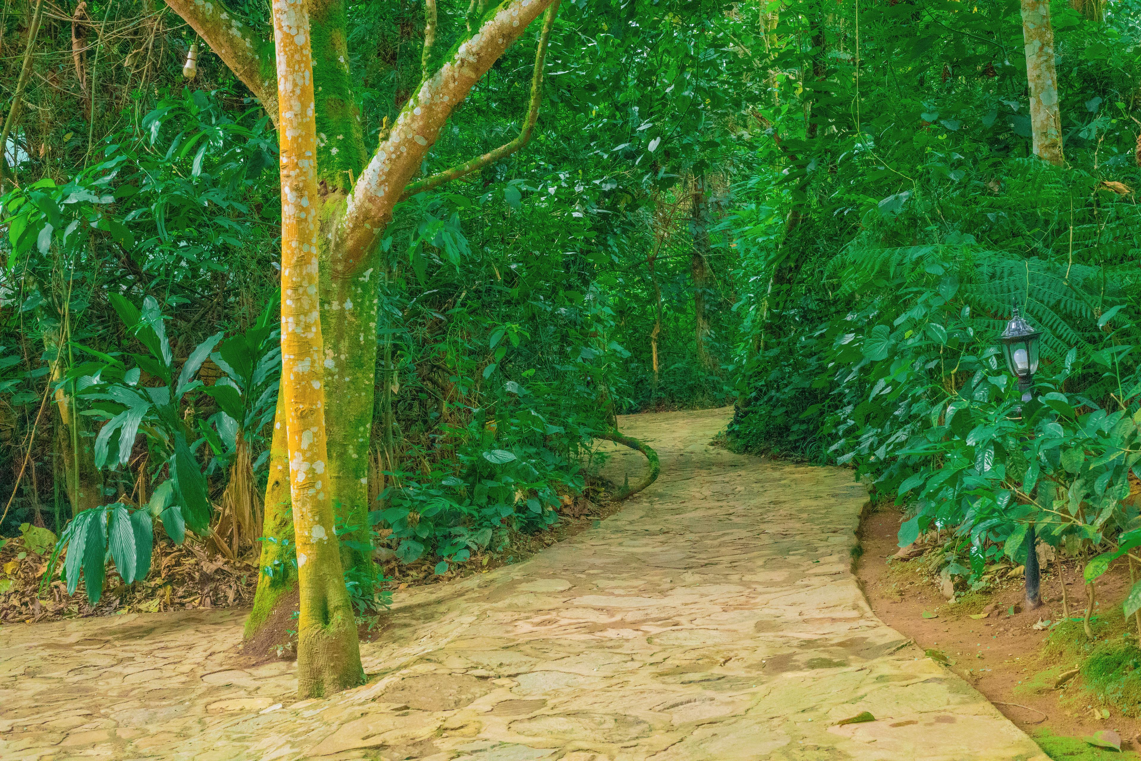 Un sendero de piedra que atraviesa un bosque frondoso y verde.