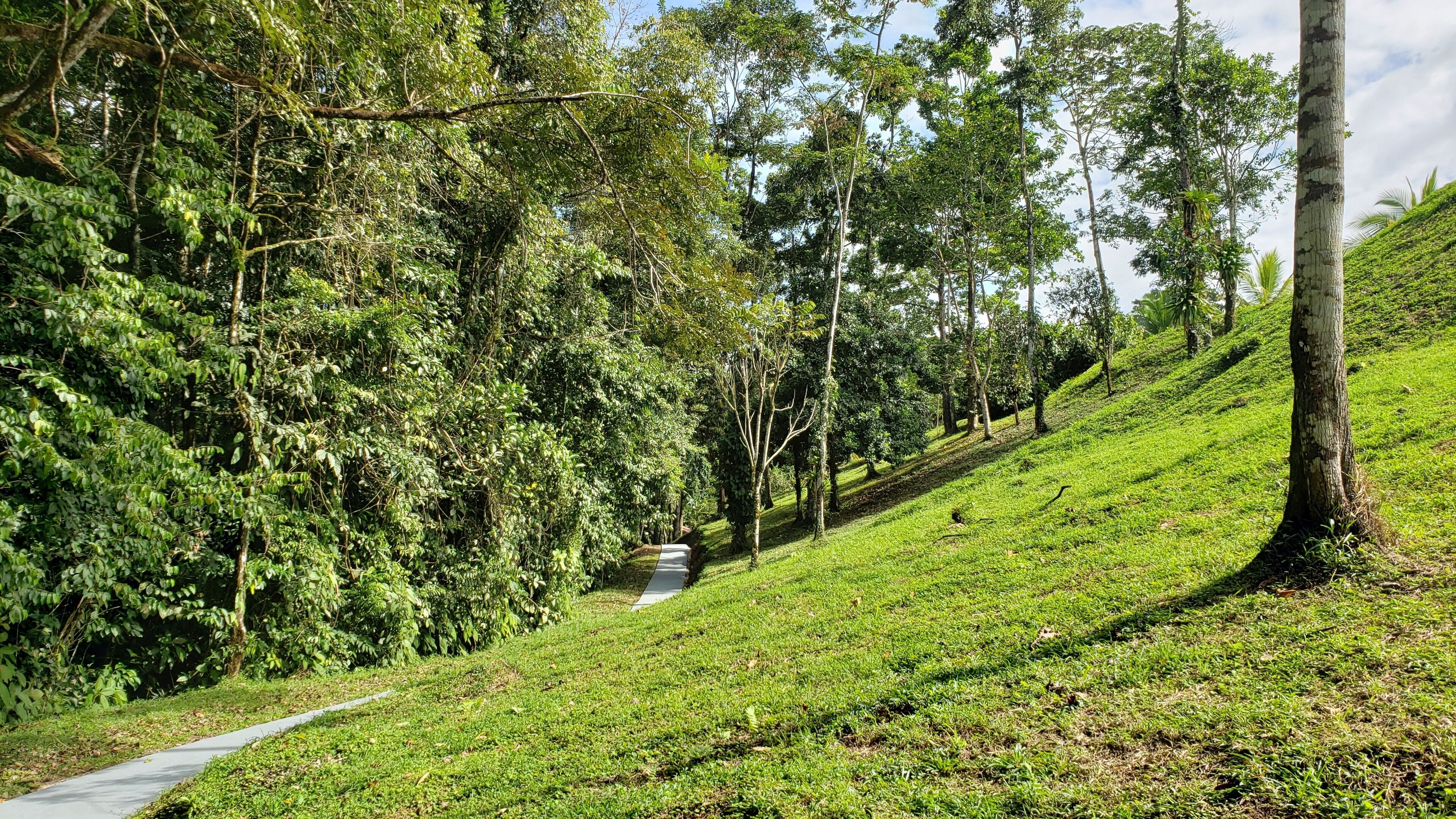 A pathway through a lush, green landscape with trees and grass.