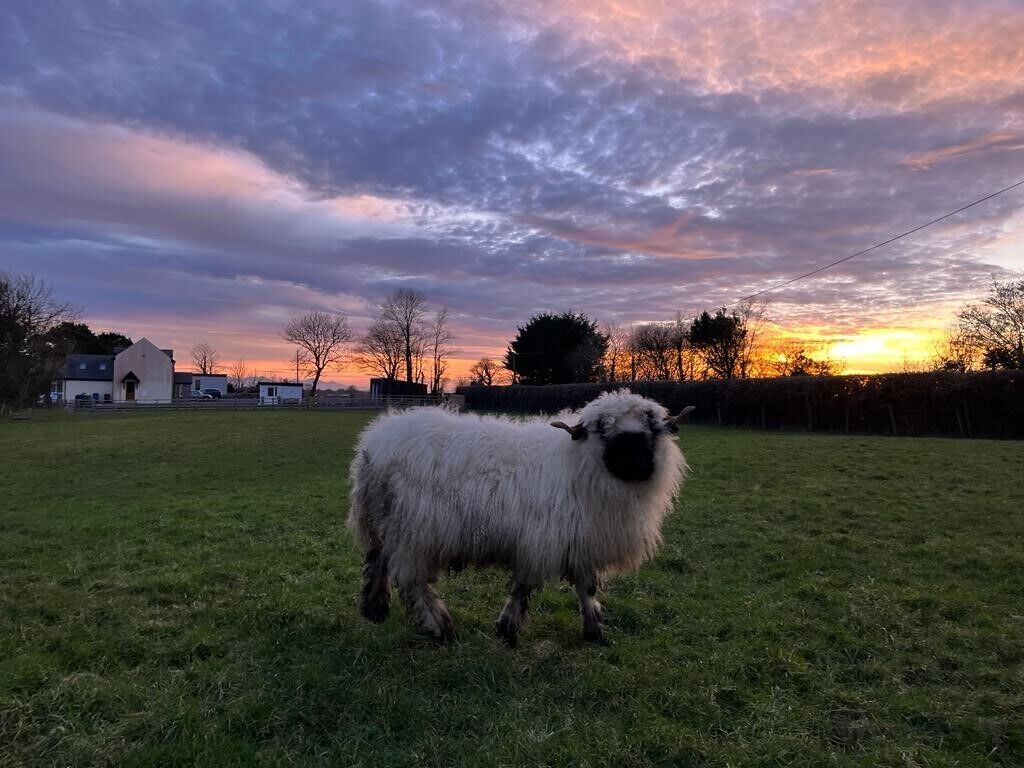 Uma ovelha sozinha num campo gramado, com o pôr do sol ao fundo.