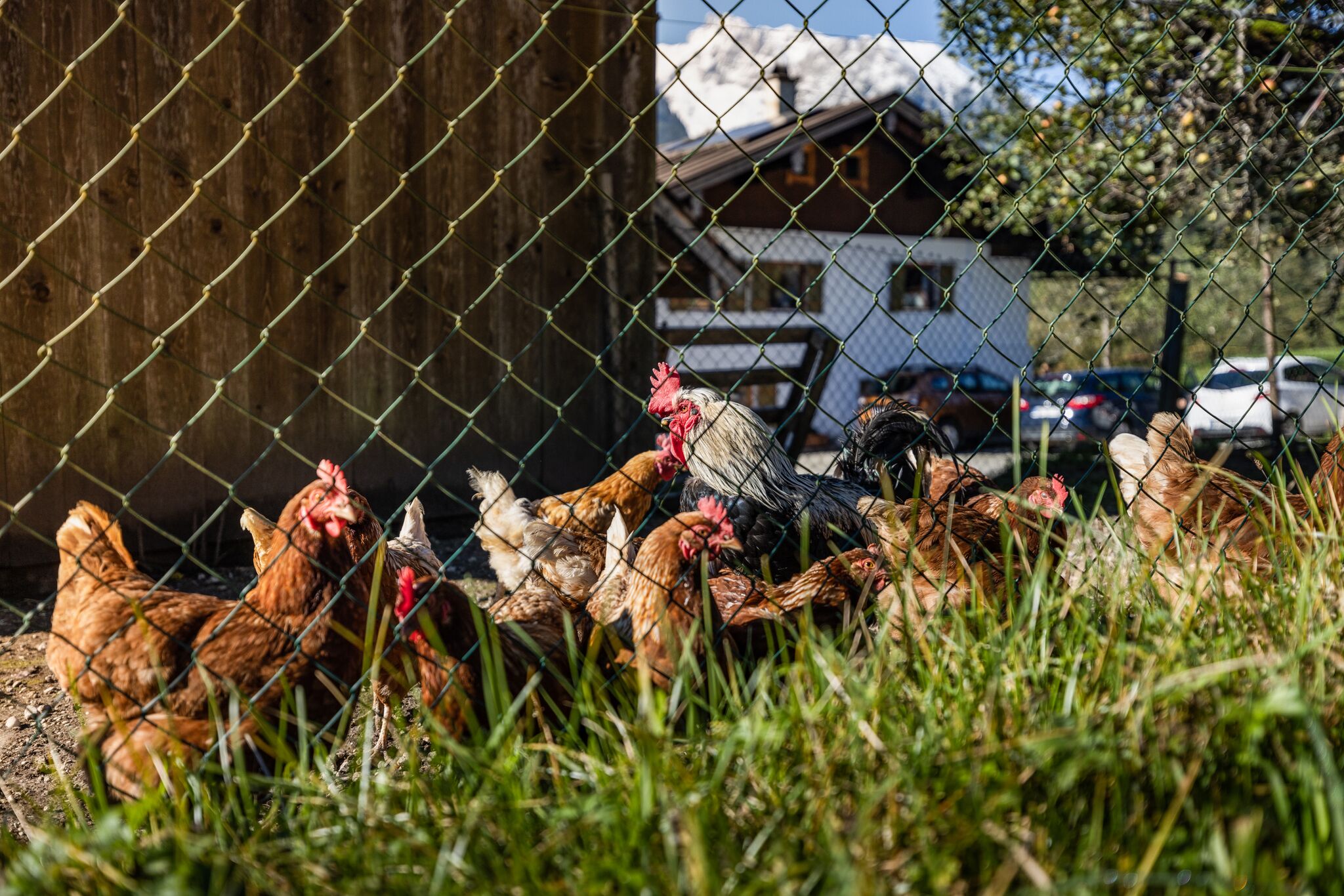 A group of chickens behind a chain-link fence with a wooden post, a building with a sloped roof, and parked cars in the background.