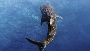 A large whale shark swimming in clear blue water. - Manta Reserve (Maalhos)