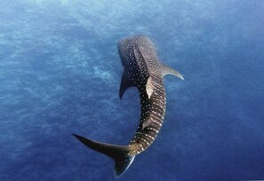 Ecotours - Manta Reserve (Maalhos)