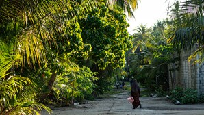 A pathway lined with lush green foliage and palm trees, leading to a building with a stone wall. - Manta Reserve (Maalhos)
