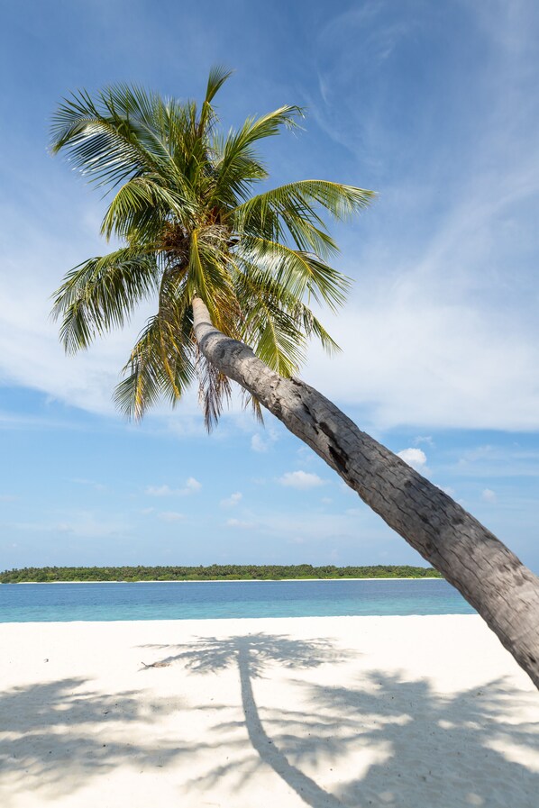 Une plage avec un seul palmier, un ciel bleu clair et une mer calme.