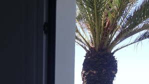 Eine Palme mit felsigem Fundament und Blick auf den Ozean.