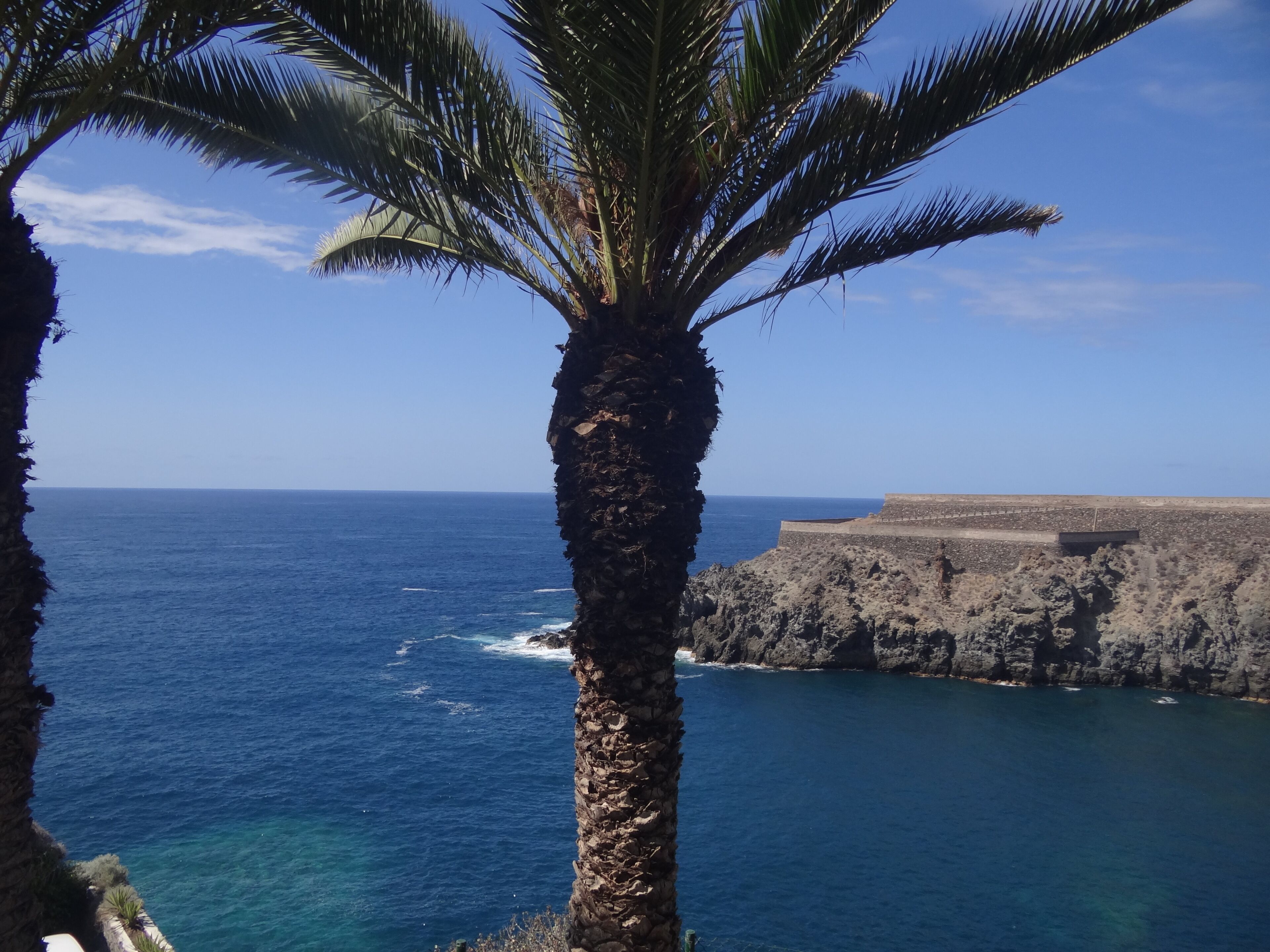 A coastal view with a palm tree and rocky cliffs.