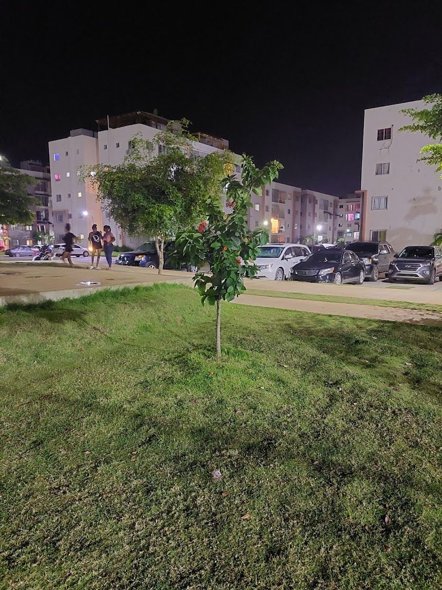 A nighttime view of a parking lot with several cars and a small tree in the foreground.