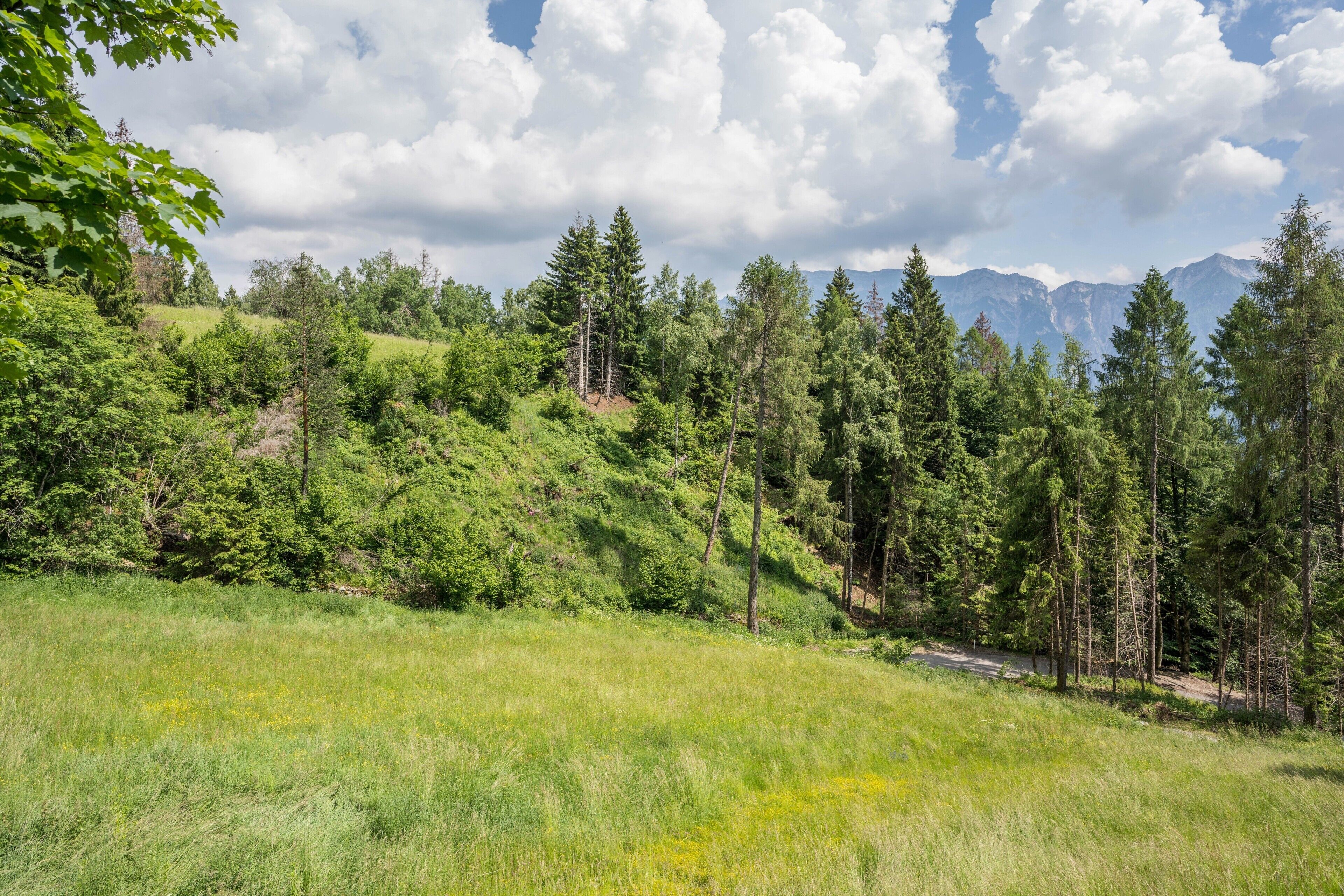 A grassy hillside with trees and a road.