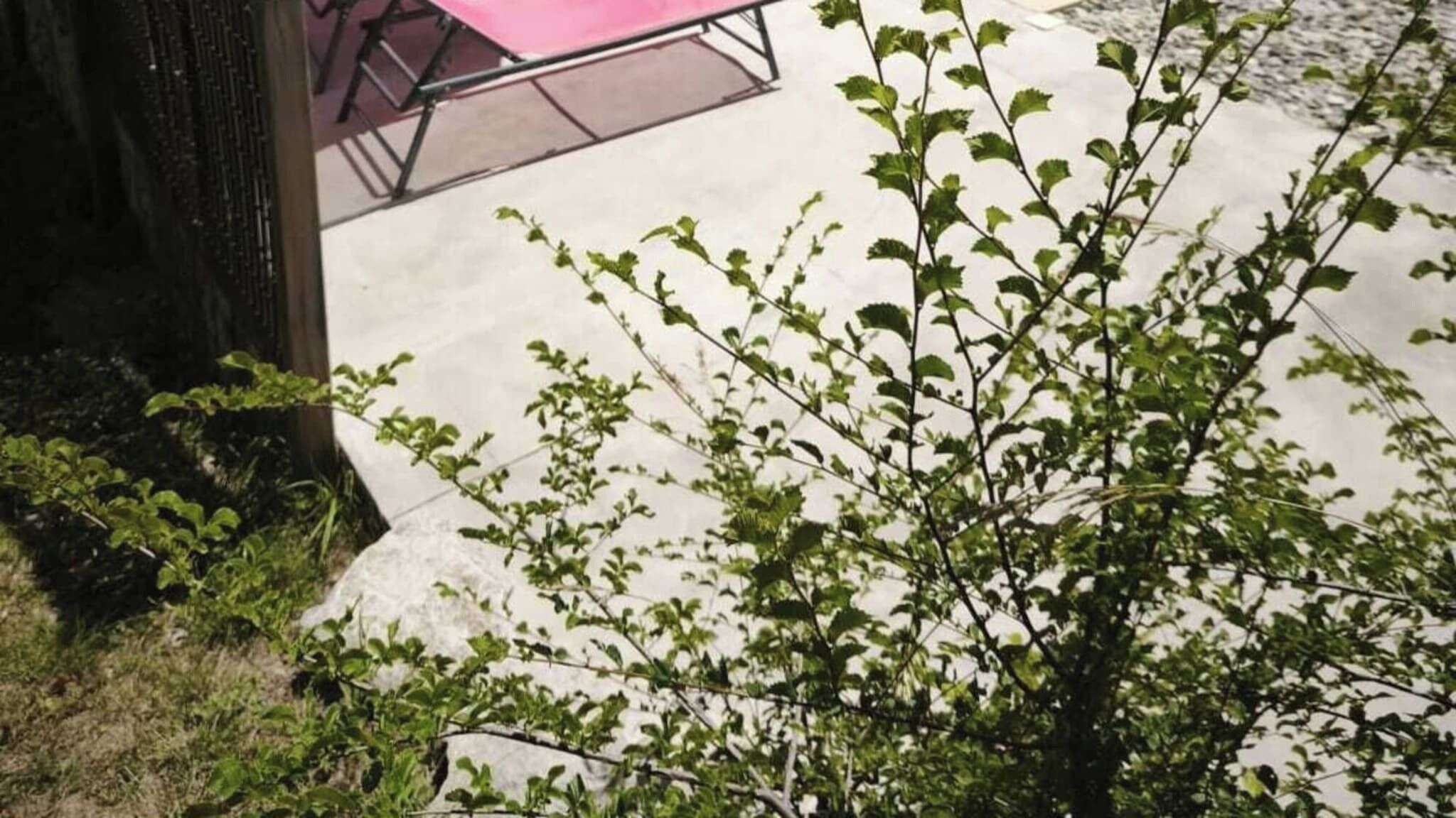 A patio area with a concrete floor, a pink table, and a small tree with green leaves.
