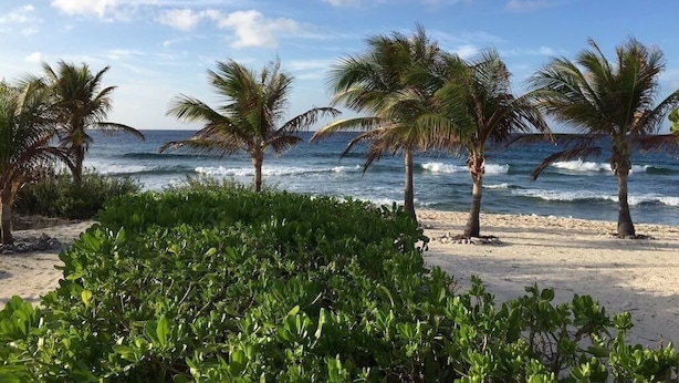 Una playa con palmeras y olas del océano.