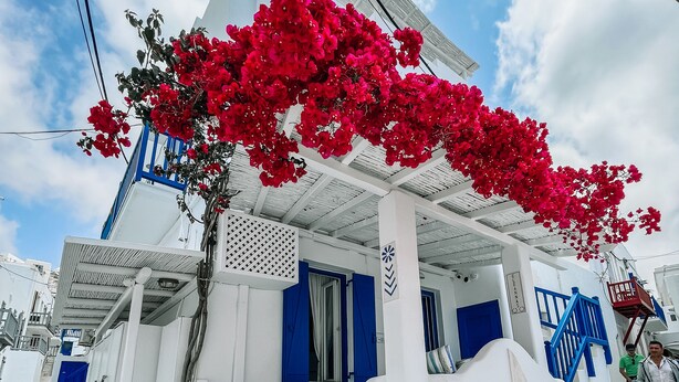 A white building with blue accents and a red flowered tree in front. - Eleanna's Mykonos (Mykonos)