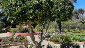 Un jardin où l’on trouve une grande variété de plantes et de fleurs, notamment des variétés roses et blanches, ainsi qu’un grand arbre au feuillage dense.