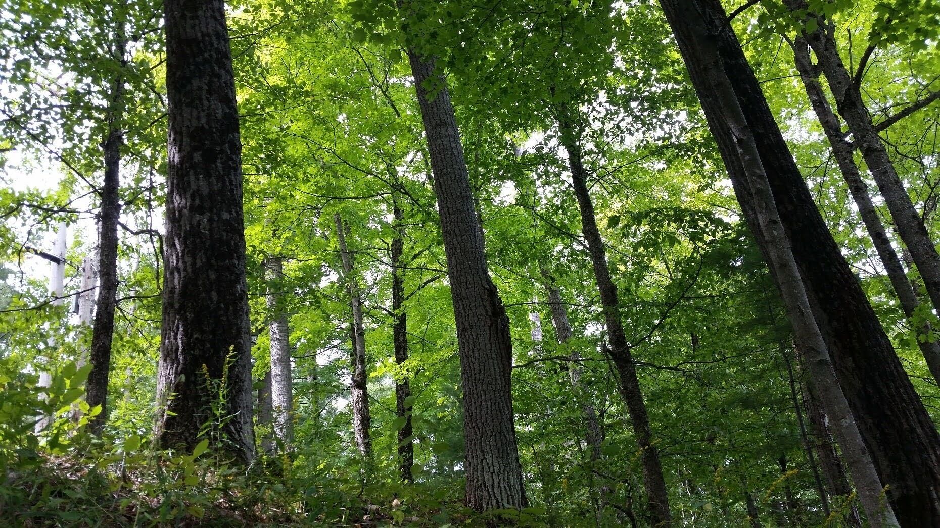 Een dicht bos met hoge bomen en een bladerdak van groene bladeren.