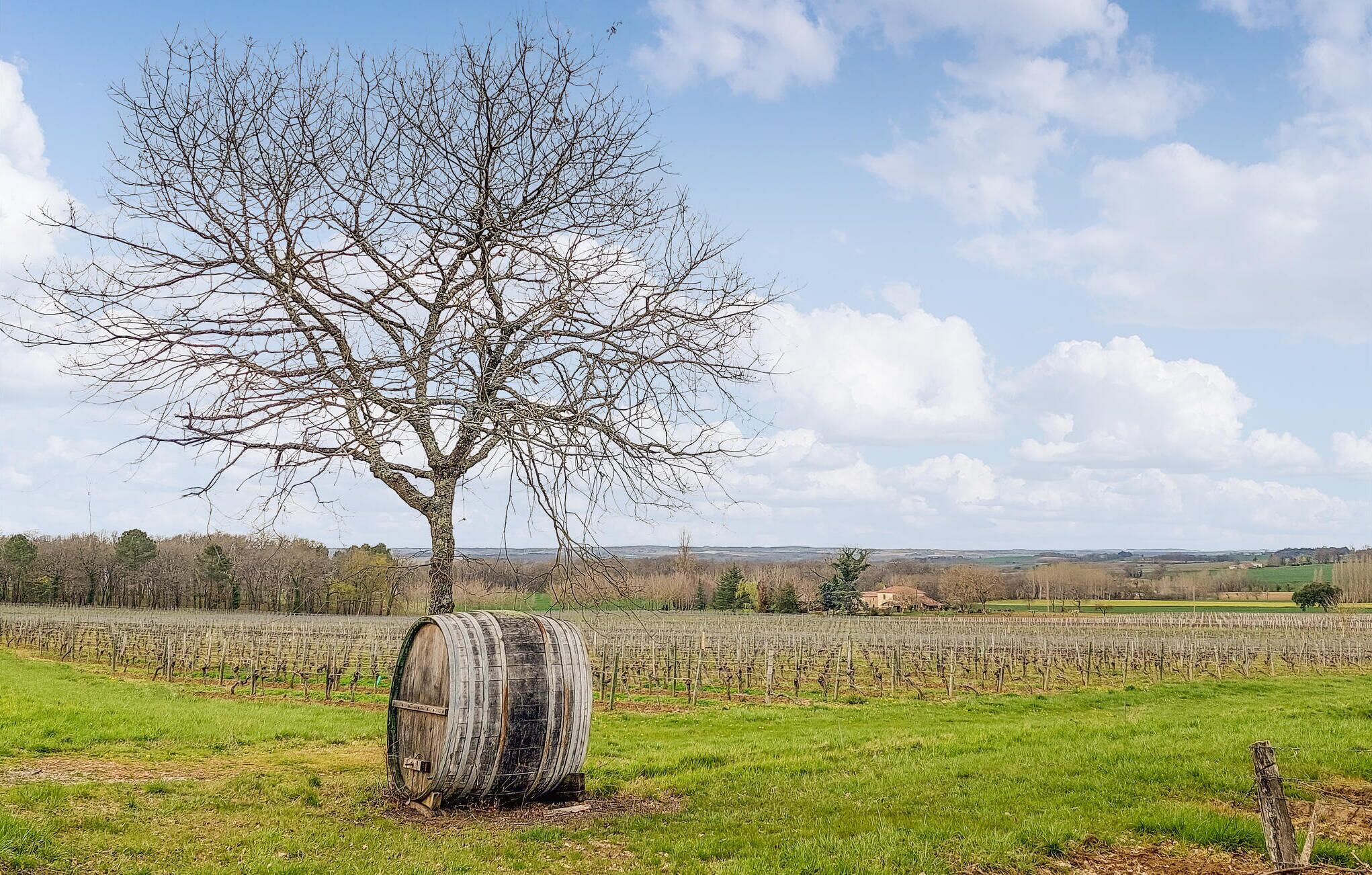 Viñedo con un gran árbol y un barril al frente.