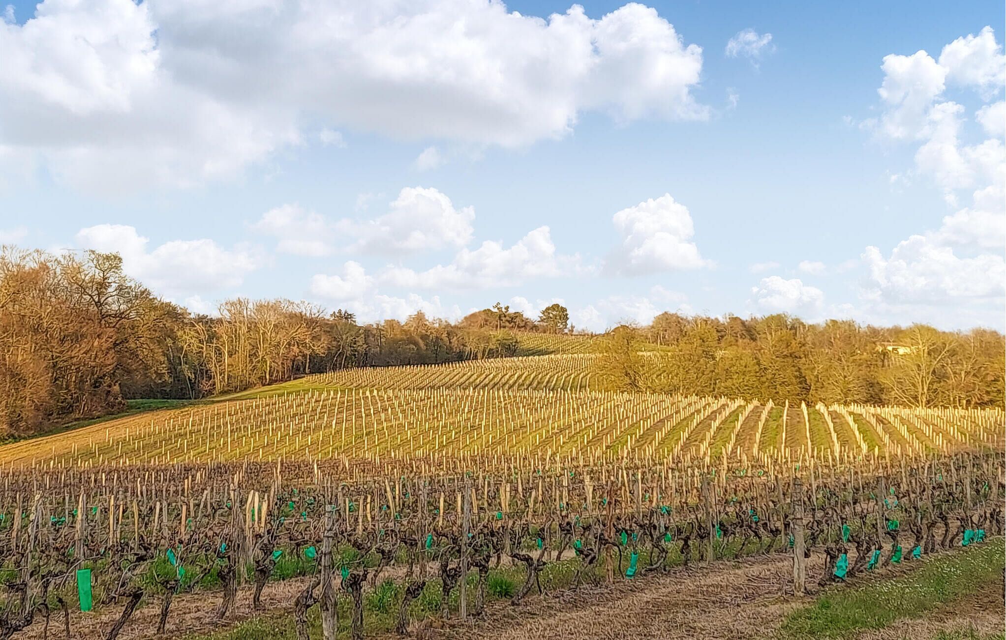 A vineyard with rows of grapevines under a clear sky.