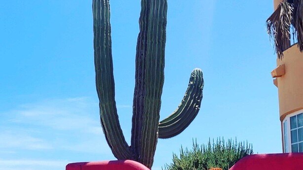 En hög kaktus i en röd blomkruka, placerad vid en strand.
