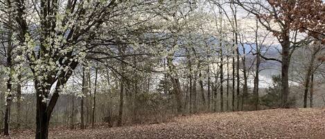 Un área boscosa con árboles y un sendero cubierto de hierba.