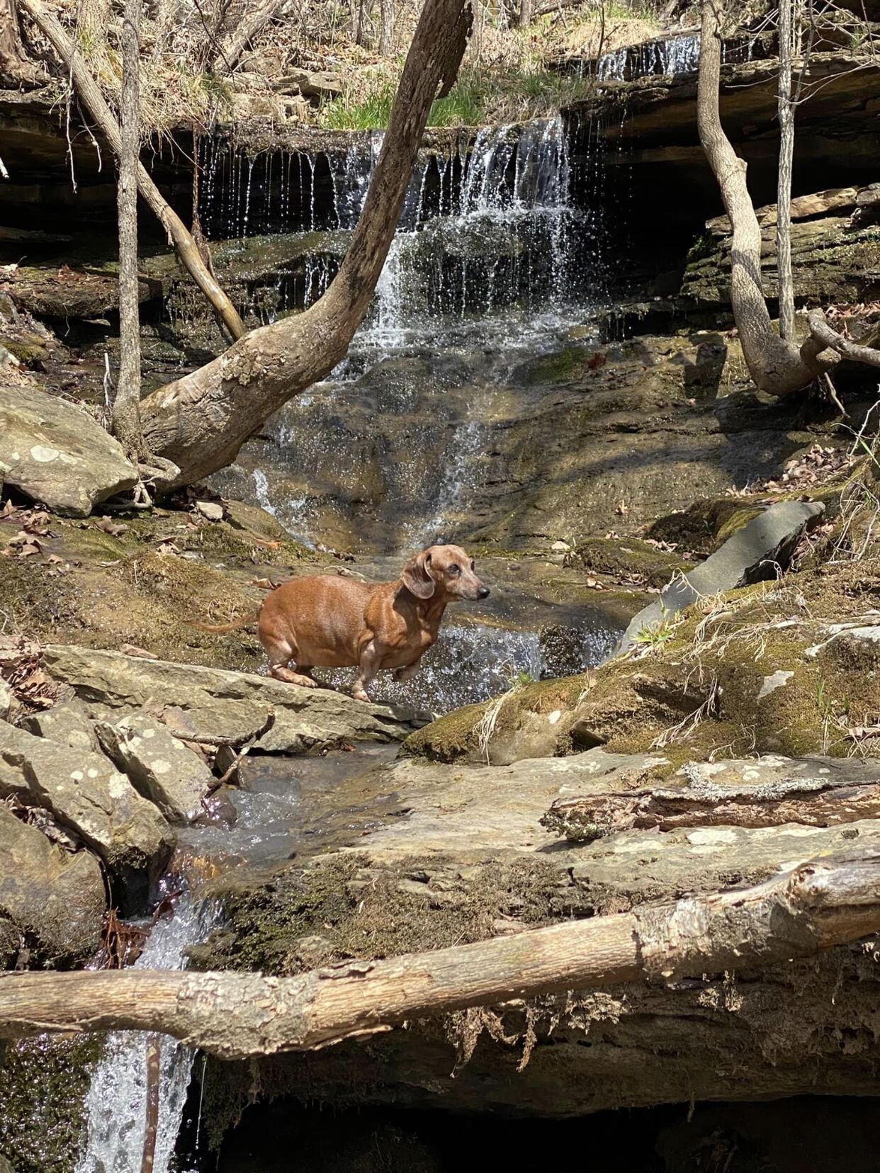 A dog standing in a natural setting with a small waterfall and rocks.