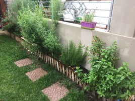 Un jardín con diversas plantas y un sendero de ladrillo.